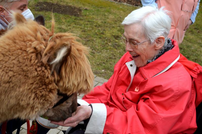 - Dass Tiere im Altenheim gern gesehen sind, ist ja allgemein bekannt. Die Senioren können mit ihnen schmusen, spielen oder sie einfach nur beobachten. Im Alten- und Pflegeheim Theresianum bekamen die Omis und Opis zum zweiten Mal ganz schön hohen Besuch - und zwar von niemand geringerem als Alpakas.