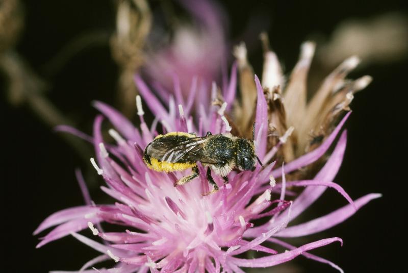 Am 20. Mai findet weltweit der Weltbienentag statt. Er wurde im Dezember 2017 von den Vereinten Nationen ausgerufen, um auf die besonderen Leistungen und die Bedeutung dieser Insekten hinzuweisen. 