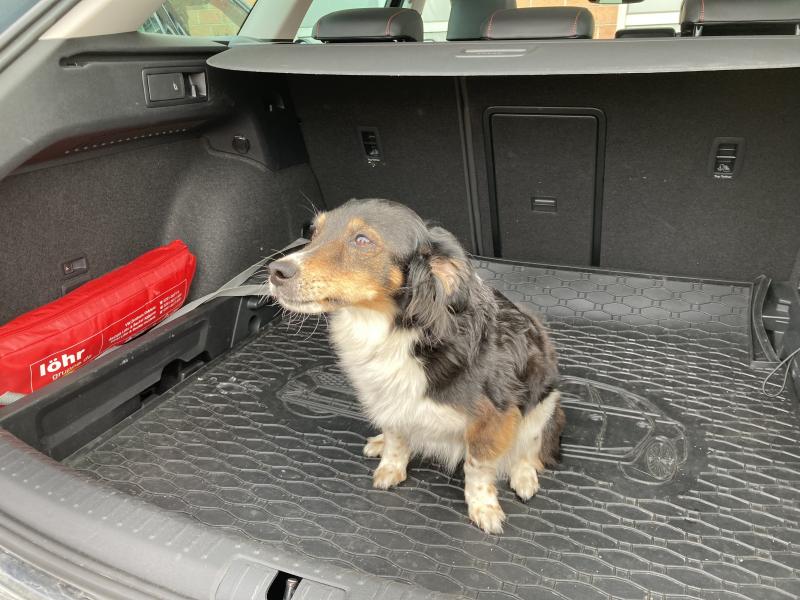 Seit Mai musste die Brucker Polizei bereits mehrere Male ausrücken, um Hunde die von ihren Besitzern im geparkten Auto zurückgelassen wurden, zu retten. 