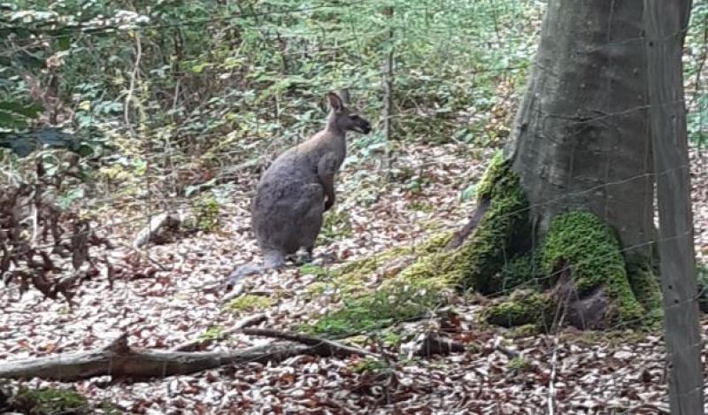 Seit 11.07.2022 waren die Polizei Herrsching und zahlreiche besorgte Bürger auf der Suche nach dem Känguru, welches aus seinem Gehege bei Breitbrunn ausgebüxt war und seitdem durch die Wälder streifte.