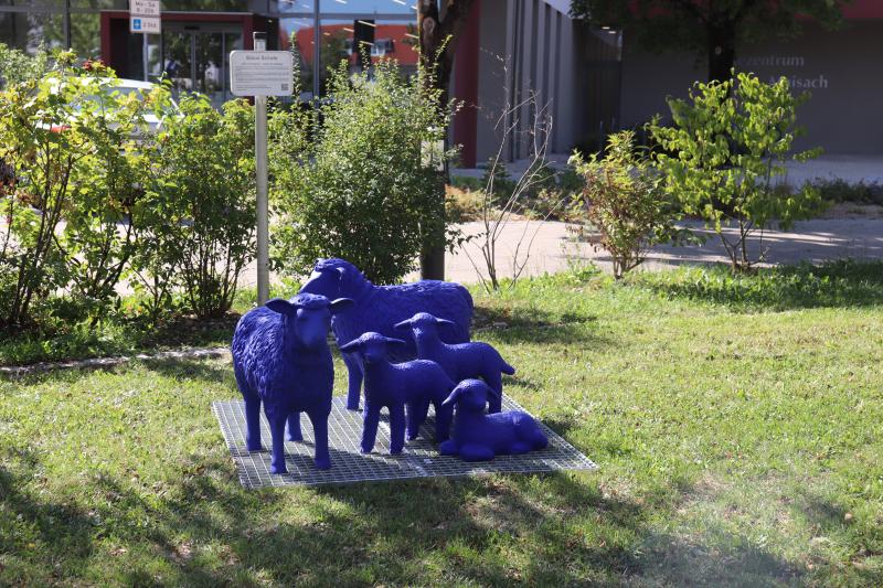 Das ist keine optische Täuschung: die Schafe, die seit kurzem als kleine Familie (ein Elternpaar mit seinen drei Lämmchen) den Rathausgarten bevölkern, sind blau. 