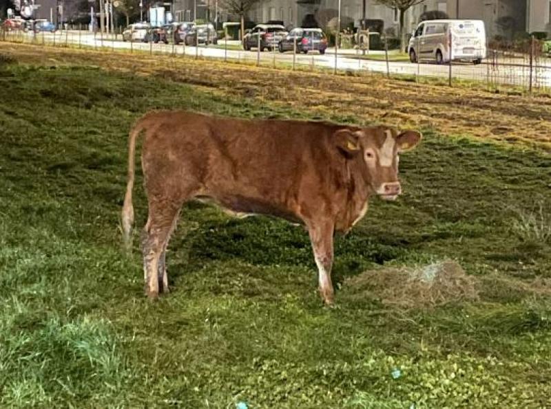 Bereits am 28.12.2022 entwich einem Germeringer Landwirt ein Kalb aus einem Stall und lief in Richtung des Germeringer Sees. Im Waldstück Richtung Schusterhäusl verlor der Landwirt das Tier aus den Augen. Eine Absuche mithilfe einer Drohne der Feuerwehr Germering verlief negativ. 