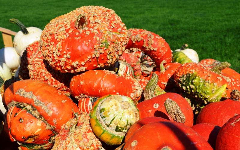 Bauernmarkt und Ernährungsrat für den Landkreis Fürstenfeldbruck setzen Erzeuger-Verbraucher-Dialogreihe „So schmeckts regional“  auf dem Bauernmarkt am 18.11.fort. 