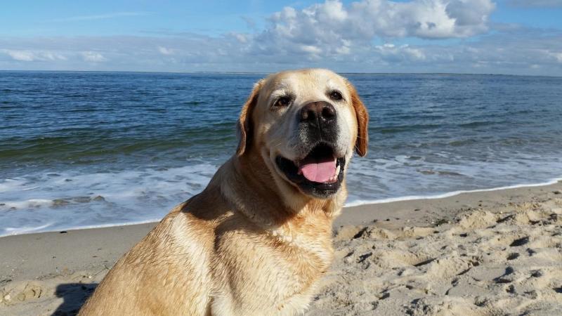 Viele Hundebesitzer könnten sich niemals vorstellen, die schönsten Wochen des Jahres ohne ihren geliebten Vierbeiner zu verbringen. Zwischen dem ersten Urlaubstag und dem Packen des Koffers steht jedoch ein wichtiger Programmpunkt: die Fahrt zur jeweiligen Destination.  