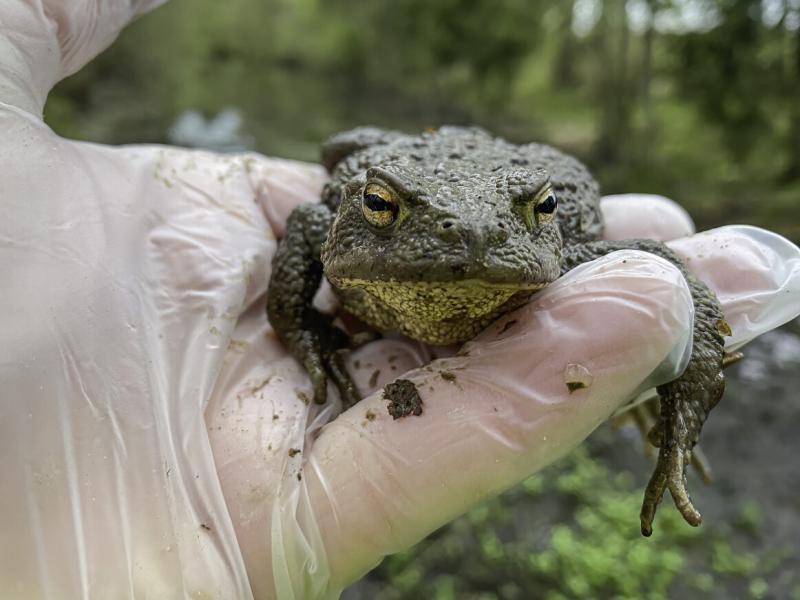 Das Landratsamt informiert, dass es im Moment für die Amphibienwanderung noch zu kalt ist; aber für die kommenden Wochen werden frostfreie Nächte mit Temperaturen um die 4 Grad Celsius in den ersten Nachtstunden vorhergesagt. Dann werden Frösche, Kröten und Molche wieder zu ihren Laichgewässern wandern. Sobald die Temperaturen mehrere Nächte hintereinander im Plusbereich (über 4° – 5°Celsius) liegen und ausreichend Feuchtigkeit oder Regen dazukommt, zieht es die Tiere aus ihren Winterquartieren zu den Weihe