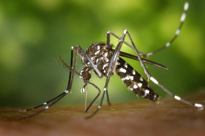 Im Landkreis Fürstenfeldbruck gibt es den ersten bestätigten Nachweis einer asiatischen Tigermücke (Aedes albopictus). Entdeckt wurde sie in Gröbenzell. Das Gesundheitsamt des Landratsamtes Fürstenfeldbruck wurde durch das Bayerische Landesamt für Gesundheit und Lebensmittelsicherheit (LGL) über den erstmalig bestätigten Fang einer solchen, hier nicht heimischen Mückenart informiert.