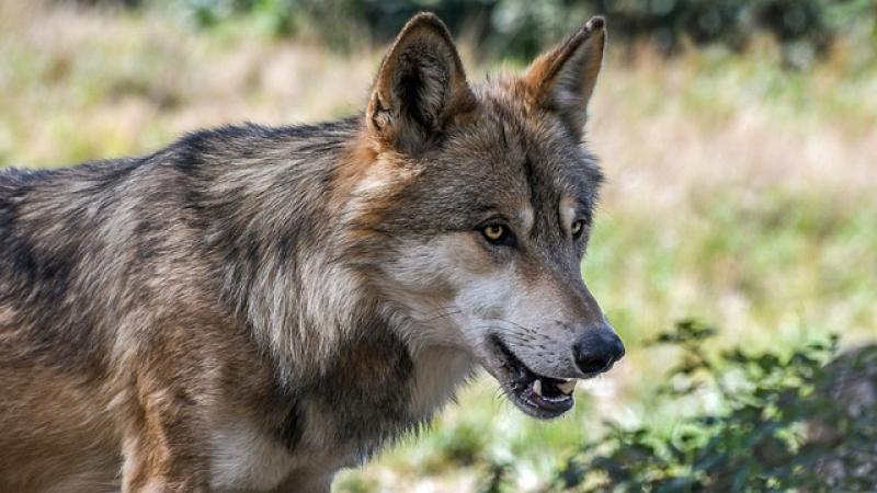 Der Gemeinde Türkenfeld wurde am heutigen Mittwoch, 17.04.2024 die wahrscheinliche Sichtung eines Wolfes gemeldet. Das Tier ist auf einer Wildkamera-Aufnahme im Bereich der Waldkapelle im Grenzbereich zu Sankt Ottilien zu sehen (Aufnahmedatum: 16.04.2024). Bürgermeister Emanuel Staffler hat daraufhin das Landratsamt Fürstenfeldbruck und das Landesamt für Umwelt (LfU) kontaktiert