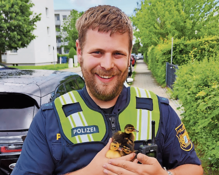 Fürstenfeldbruck – Am Feiertag erreichte die Polizeiinspektion Fürstenfeldbruck ein Notruf aus der Viscardistraße. Dort war eine Entenmutter zuvor mit ihren sieben Küken über die Straße gewatschelt. Hierbei fiel eines der Küken durch einen Kanaldeckel. Noch auf Anfahrt der Streife konnte das Küken durch eine Anwohnerin aus seiner misslichen Lage befreit werden.