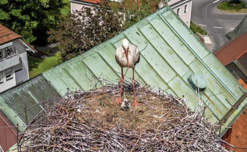  Leider nur ein einziges Storchenjunge im Landkreis (auf dem Kamin der Maisacher Brauerei) hat den Starkregen überlebt. 