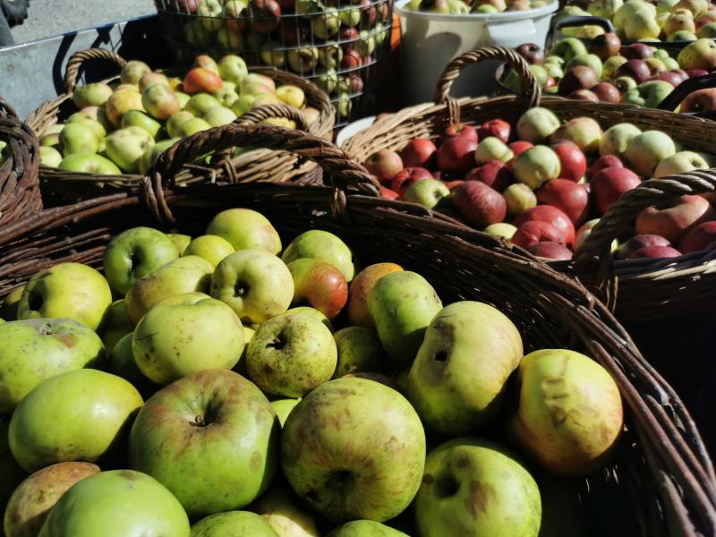 Auch in diesem Herbst ruft die Solidargemeinschaft BRUCKER LAND wieder zur jährlichen Streuobst-Apfelsammlung auf. Die Aktion dient dem Erhalt und der Förderung der Streuobstwiesen und damit der Artenvielfalt in der Region. Aus den gesammelten Äpfeln wird der hochwertige BRUCKER LAND Streuobst-Apfelsaft hergestellt, der mit seinem Geschmack die Vielfalt der Apfelsorten widerspiegelt.