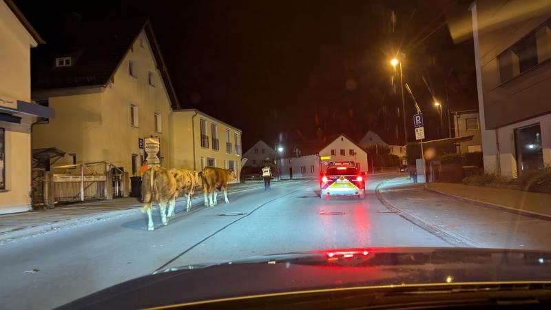 Einmal mehr musste sich die PI Gauting mit dem Nachtausflug heimischer Rinder befassen. Es war kurz vor drei Uhr morgens, erzählt PI-Leiter Andreas Ruch, als die Integrierte Rettungsleitstelle einen Notruf absetzte, nachdem eine Gautinger Besatzung eines Rettungsdienstes mitten auf der Starnberger Straße vier freilaufende Rinder gesichtet hatte. 