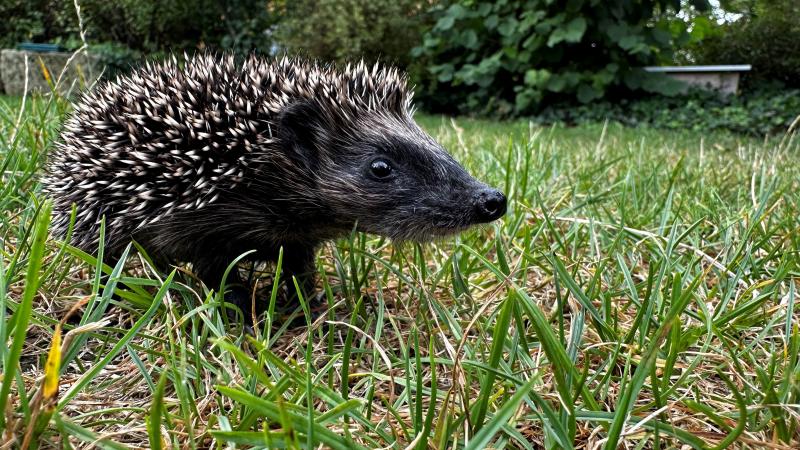 Ab September sind wieder überall in Parks und Gärten Igelkinder unterwegs. Meist im August geboren, gehen sie nun auf erste Streifzüge ohne ihre Mutter. Doch die Jungtiere sind noch unerfahren und geraten häufiger in gefährliche Situationen als erwachsene Tiere. Die BN-Kreisgruppe Fürstenfeldbruck gibt Tipps, wie man den Igelkindern helfen kann.