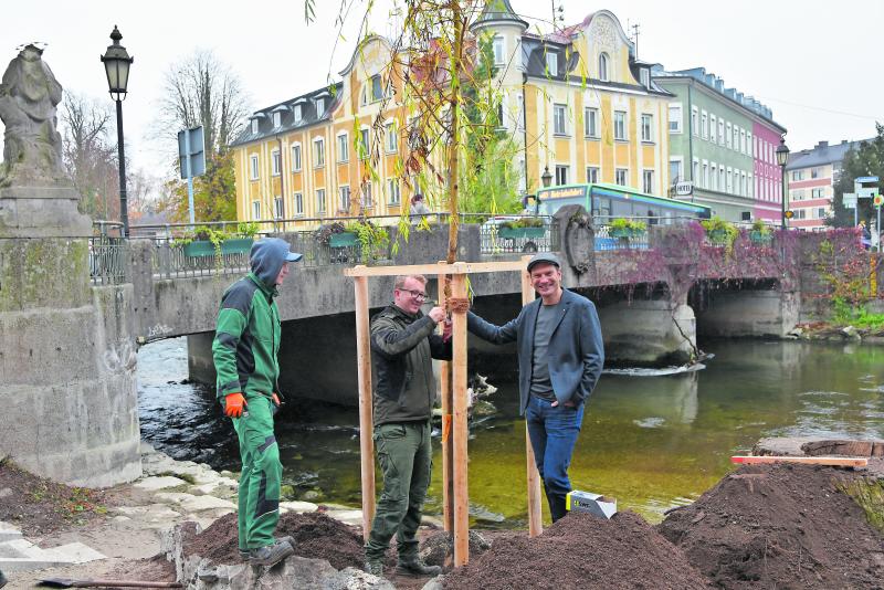 Die Umgestaltung der Rossschwemme unterhalb der Amperbrücke ist so gut wie abgeschlossen. Treppenstufen ermöglichen jetzt eine bessere Erreichbarkeit der Amper. Nach den Bauarbeiten waren heute Vormittag die Stadtgärtner im Einsatz. Sie hatten auch einen Ersatz für die im vergangenen Jahr von Sturm Ronson umgelegte große Trauerweide dabei.