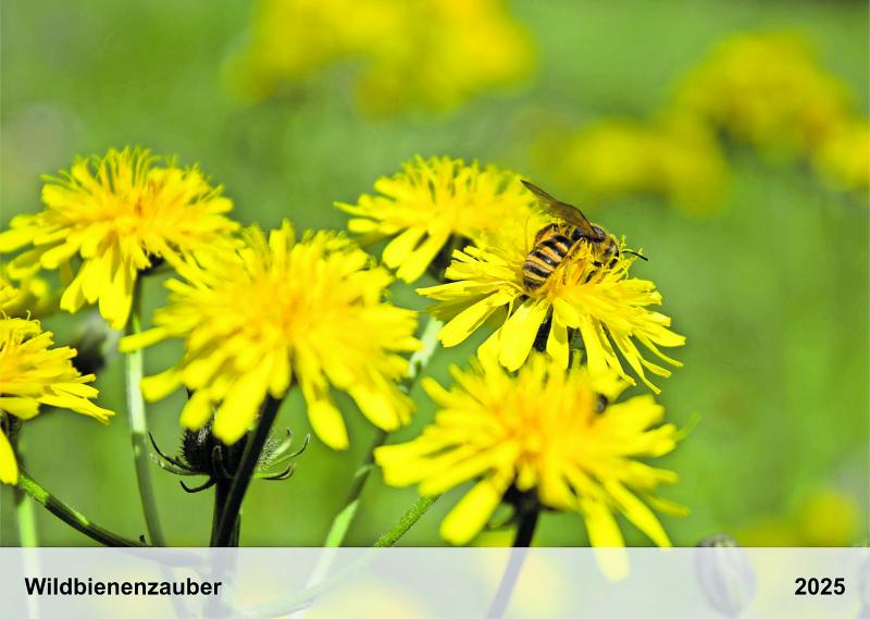 Wildbienen brauchen dringend unsere Hilfe, denn fast die Hälfte der über 550 Arten sind bei uns gefährdet, allerdings sind die kleinen Einzelkämpfer nur wenigen bekannt. Im Gegensatz zur Honigbiene haben sie auch niemanden, der sich direkt um sie kümmert. Deshalb ist der Wildbienenzauber-Kalender entstanden.