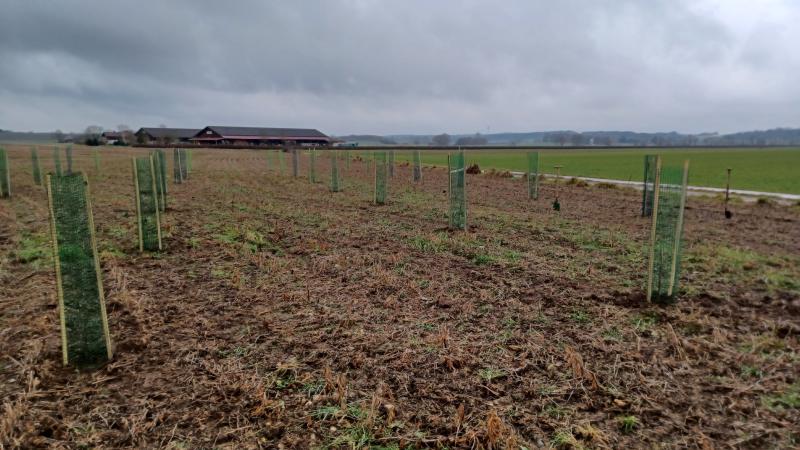 - Anfang Dezember wurden am Ortsausgang von Gilching Richtung Alling neue Elsbeeren gepflanzt. Damit wurde ein wichtiger Beitrag zur „Initiative Zukunftswald“ geleistet, einem Projekt, das vom Amt für Ernährung, Landwirtschaft und Forsten (AELF) Fürstenfeldbruck ins Leben gerufen wurde.