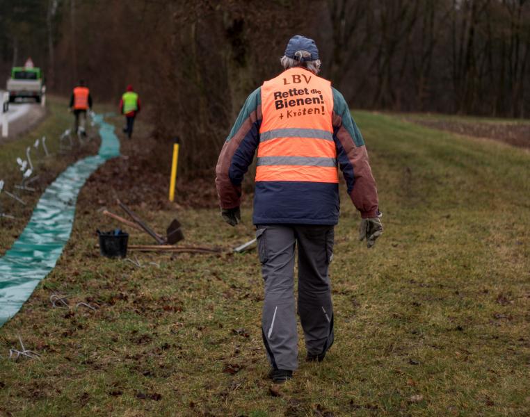 Bald geht wieder die Wandersaison los: Kröten, Frösche und Molche starten ihre Reise zu ihren Laichgewässern im Landkreis Fürstenfeldbruck. Die größte Gefahr auf ihren Wegen sind dabei die vielen Straßen, die sie überqueren müssen.