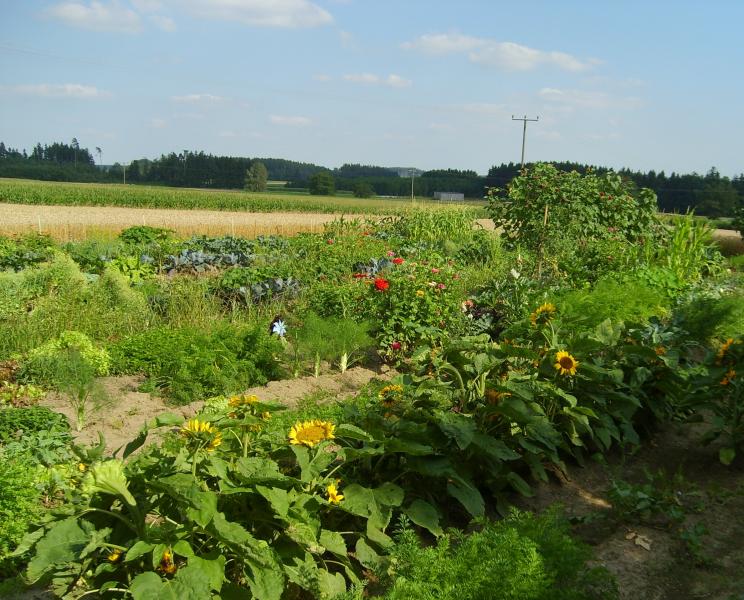 Wer gerne in der Erde gräbt, Saat ausbringt, zarten Pflänzchen beim Wachsen zusieht, Unkraut jätet, Gärtchen pflegt - aber vielleicht keinen eigenen Garten hat, in dem er dieser Freude nachgehen könnte, der ist bei den Brucker Land Sonnenäckern goldrichtig. 