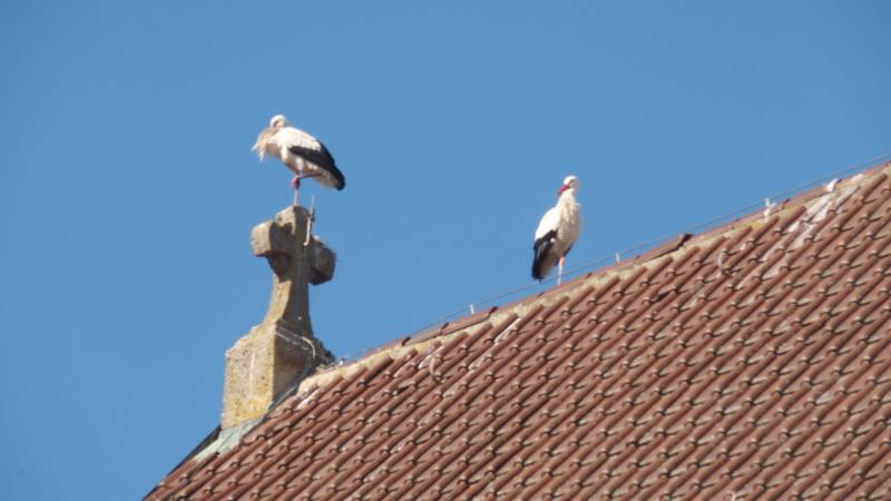 Störche