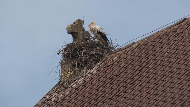  Die Hoffnung stirbt zuletzt: Jetzt heißt es, gute Gebete nach oben schicken und Daumen drücken, dass das von einem Storchenpaar mühsam zusammengetragene Nest auch stabil bleibt, als gute Kinderstube für den Nachwuchs geeignet ist und dass die majestätischen Vögel nicht wieder aus Emmering verschwinden. 