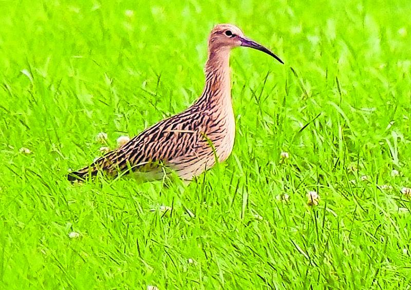 Großer Brachvogel im Fußbergmoos.