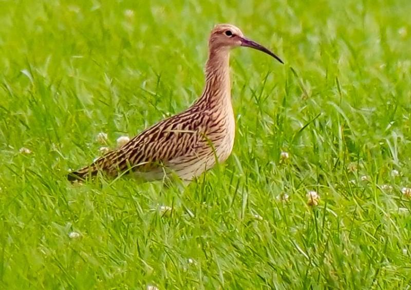 Großer Brachvogel im Fußbergmoos.