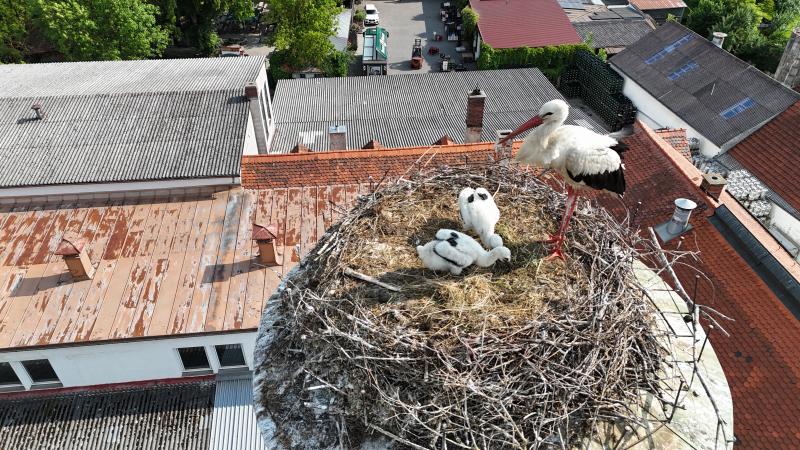 Störche im Nest