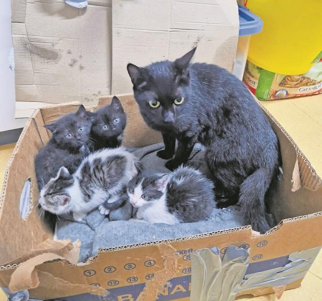 Katzenmutter mit Kitten