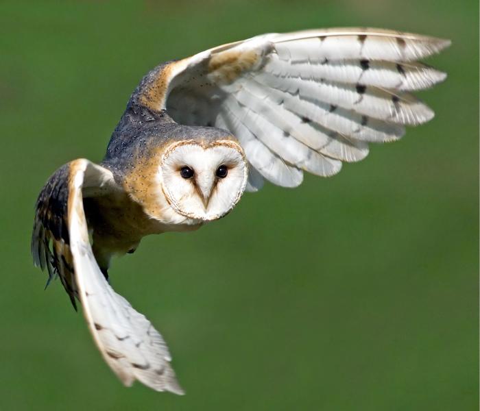 Schleiereule im Flug.