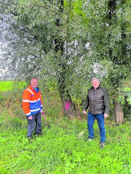 Gemeinsam mit der Unteren Naturschutzbehörde prüfen Bürgermeister Stefan Joachimsthaler und Bauhofleiter Baum für Baum: Welche der gefällten Weiden könnte eine Kopfweide werden, dafür steht das K.