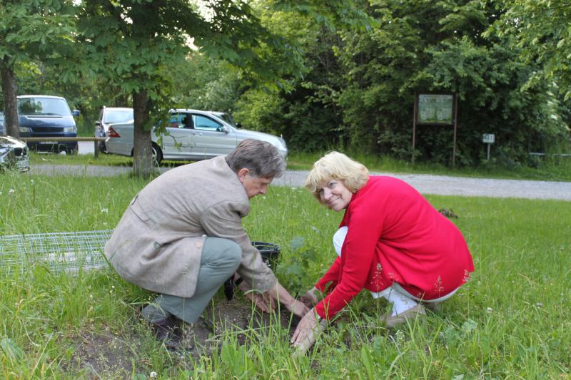 Kulturreferentin Christina Claus und Hans-Jürgen Gulder, Leiter des Amtes für Ernährung, Landwirtschaft und Forsten Fürstenfeldbruck, pflanzen eine Elsbeere.