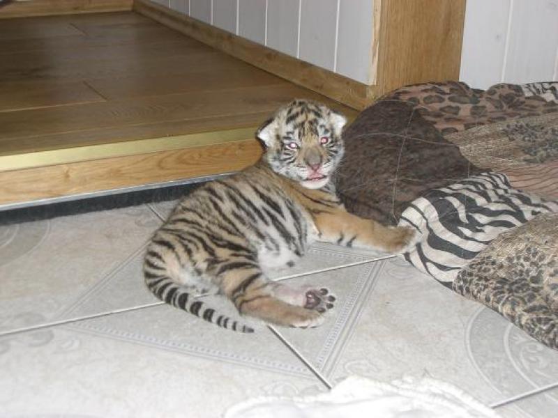 Tiger-Mädchen „Yarisha“