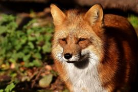 Zwei 8-jährige Mädchen aus Frieding übernachten im Zelt im Garten ihrer Eltern, als plötzlich ein Fuchs auf das Zelt sprang und dieses in der Folge zum Einsturz brachte. Die im Zelt befindlichen verschreckten Kinder versuchten durch Schläge auf die Zeltinnenwand den Fuchs abzuwehren. 