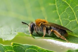 Durch die coronabedingte Schließung der Spielplätze in Fürstenfeldbruck konnten sich Sandbienen ungestört in den Sandkästen ansiedeln. Diese Wildbienenart steht unter strengem Artenschutz.