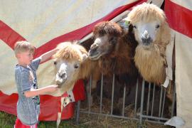 Nach einer erfolgreichen Spendenaktion für den in Gilching gestrandeten Zirkus „King“ (Kaiser) werden nun neu Unterschriften gesammelt, um generell Zirkussen schon vor dem 31. August Auftritte zu ermöglichen. 