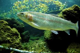 In einem Fischhaltungsbetrieb in der Gemeinde Türkenfeld ist bei Regenbogenforellen der Erreger der Infektiösen Hämatopoetischen Nekrose der Salmoniden (IHN) nachgewiesen worden.