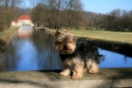 Ein 29-jähriger Besitzer eines Norwich Terriers  teilte am gestrigen Donnerstag der Germeringer Polizei mit, dass sein Hund im eigenen Garten in der Lerchenstraße einen Giftköder gefressen hat. Wie oder durch wen die insgesamt drei Giftköder in Form eines Cookies in seinen Garten geworfen wurden, könne er sich nicht erklären. 