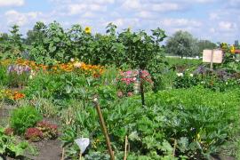 Wer gerne in der Erde gräbt, Saat ausbringt, zarten Pflänzchen beim Wachsen zusieht, Unkraut jätet, Gärtchen pflegt - aber vielleicht keinen eigenen Garten hat, in dem er dieser Freude nachgehen könnte, der ist bei den BRUCKER LAND Sonnenäckern goldrichtig. 