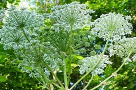 Zur Zeit freuen wir uns über jede Pflanze, die wir nach der langen kalten Jahreszeit wieder in der Natur erblicken. Aber nicht nur harmloses Grün, auch der gesundheitsschädliche Riesenbärenklau, auch Herkulesstaude genannt, sprießt mit dem Anstieg der Temperaturen vor allem in Verbindung mit den reichlichen Niederschlägen der letzten Wochen wieder aus. 