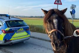 – Nachdem der Spaziergang einer 43-Jährigen aus dem Landkreis Starnberg und ihrem Pony Wotan am Sonntagmorgen aus dem Ruder lief, nahm er dank dem beherzten Eingreifen einer Polizistin doch noch ein gutes Ende. 