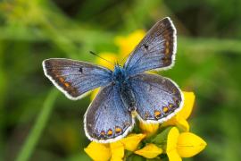 Eine imposante Fotoreise vor unserer Haustüre zu den fliegenden Edelsteinen unter den Tagfaltern unternimmt der LBV per Online Vortrag am kommenden Dienstag, 26. April, von 19.30 bis 20.30 Uhr.