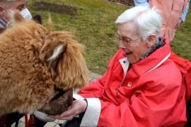 - Dass Tiere im Altenheim gern gesehen sind, ist ja allgemein bekannt. Die Senioren können mit ihnen schmusen, spielen oder sie einfach nur beobachten. Im Alten- und Pflegeheim Theresianum bekamen die Omis und Opis zum zweiten Mal ganz schön hohen Besuch - und zwar von niemand geringerem als Alpakas.