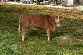 Bereits am 28.12.2022 entwich einem Germeringer Landwirt ein Kalb aus einem Stall und lief in Richtung des Germeringer Sees. Im Waldstück Richtung Schusterhäusl verlor der Landwirt das Tier aus den Augen. Eine Absuche mithilfe einer Drohne der Feuerwehr Germering verlief negativ. 