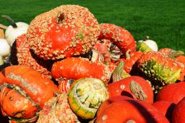 Bauernmarkt und Ernährungsrat für den Landkreis Fürstenfeldbruck setzen Erzeuger-Verbraucher-Dialogreihe „So schmeckts regional“  auf dem Bauernmarkt am 18.11.fort. 