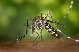 Im Landkreis Fürstenfeldbruck gibt es den ersten bestätigten Nachweis einer asiatischen Tigermücke (Aedes albopictus). Entdeckt wurde sie in Gröbenzell. Das Gesundheitsamt des Landratsamtes Fürstenfeldbruck wurde durch das Bayerische Landesamt für Gesundheit und Lebensmittelsicherheit (LGL) über den erstmalig bestätigten Fang einer solchen, hier nicht heimischen Mückenart informiert. 