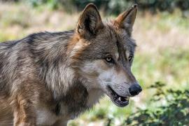 Der Gemeinde Türkenfeld wurde am heutigen Mittwoch, 17.04.2024 die wahrscheinliche Sichtung eines Wolfes gemeldet. Das Tier ist auf einer Wildkamera-Aufnahme im Bereich der Waldkapelle im Grenzbereich zu Sankt Ottilien zu sehen (Aufnahmedatum: 16.04.2024). Bürgermeister Emanuel Staffler hat daraufhin das Landratsamt Fürstenfeldbruck und das Landesamt für Umwelt (LfU) kontaktiert