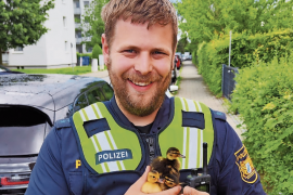 Fürstenfeldbruck – Am Feiertag erreichte die Polizeiinspektion Fürstenfeldbruck ein Notruf aus der Viscardistraße. Dort war eine Entenmutter zuvor mit ihren sieben Küken über die Straße gewatschelt. Hierbei fiel eines der Küken durch einen Kanaldeckel. Noch auf Anfahrt der Streife konnte das Küken durch eine Anwohnerin aus seiner misslichen Lage befreit werden.