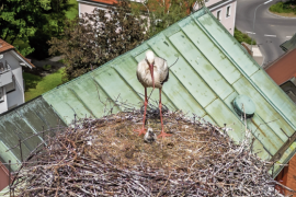  Leider nur ein einziges Storchenjunge im Landkreis (auf dem Kamin der Maisacher Brauerei) hat den Starkregen überlebt. 