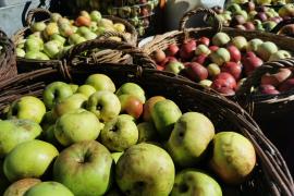 Auch in diesem Herbst ruft die Solidargemeinschaft BRUCKER LAND wieder zur jährlichen Streuobst-Apfelsammlung auf. Die Aktion dient dem Erhalt und der Förderung der Streuobstwiesen und damit der Artenvielfalt in der Region. Aus den gesammelten Äpfeln wird der hochwertige BRUCKER LAND Streuobst-Apfelsaft hergestellt, der mit seinem Geschmack die Vielfalt der Apfelsorten widerspiegelt.
