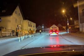 Einmal mehr musste sich die PI Gauting mit dem Nachtausflug heimischer Rinder befassen. Es war kurz vor drei Uhr morgens, erzählt PI-Leiter Andreas Ruch, als die Integrierte Rettungsleitstelle einen Notruf absetzte, nachdem eine Gautinger Besatzung eines Rettungsdienstes mitten auf der Starnberger Straße vier freilaufende Rinder gesichtet hatte. 