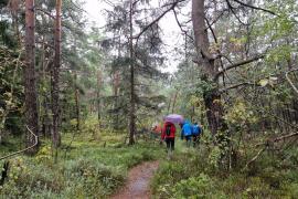 – „Das Moor ist zu jeder Jahreszeit und bei jedem Wetter schön!“, erklärte Hermann Neubauer bei seiner Führung durch das Haspelmoor Mitte August, als der Regen auf die Schirme und Regenmäntel von 13 naturbegeisterten Teilnehmern niederprasselte.